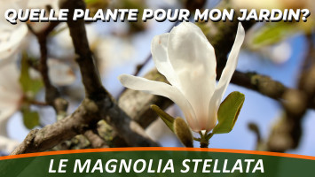 LE MAGNOLIA ÉTOILÉ ou MAGNOLIA STELLATA