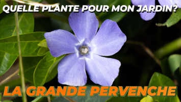 LA GRANDE PERVENCHE ou LE VINCA MAJOR