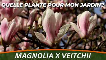 LE MAGNOLIA X VEITCHII