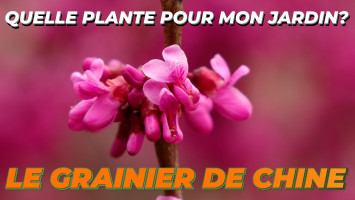 LE GRAINIER DE CHINE ou CERCIS CHINENSIS 'BUNGE'