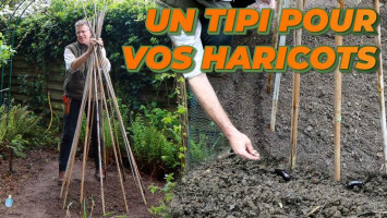 La technique du tipi pour les haricots