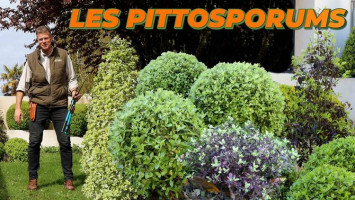 Dynamiser votre jardin avec les Pittosporum