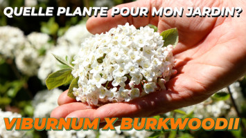 LE VIBURNUM X BURKWOODII