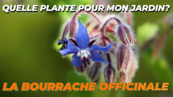 LA BOURRACHE OFFICINALE