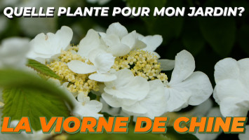 LA VIORNE DE CHINE ou VIBURNUM PLICATUM