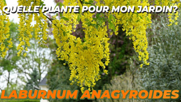 LE LABURNUM ANAGYROIDES ou CYTISE FAUX ÉBÉNIER