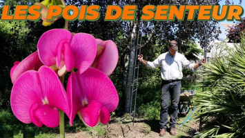 Créer une arche de pois de senteur