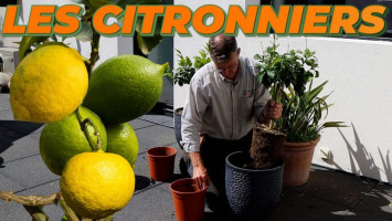 Comment bien réussir la plantation des citronniers ?
