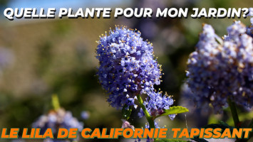 LE LILA DE CALIFORNIE TAPISSANT ou LE CÉANOTHE RAMPANT