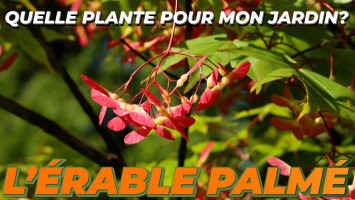 L'ÉRABLE PALMÉ ou ACER PALMATUM