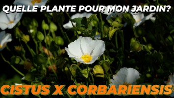 LE CISTUS X CORBARIENSIS