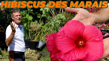 Fin de l'hivernage pour l'Hibiscus