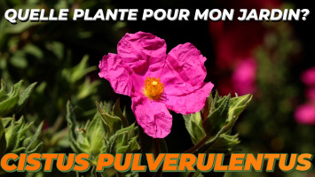 LE CISTUS PULVERULENTUS 'SUNSET'