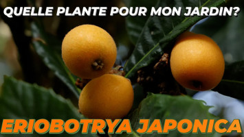 LE NÉFLIER DU JAPON ou ERIOBOTRYA JAPONICA