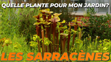 LES SARRACÈNES ou SARRACENIA