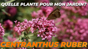 LA VALÉRIANE ou CENTRANTHUS RUBER