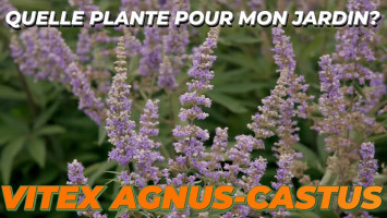 L'ARBRE AU POIVRE ou VITEX AGNUS-CASTUS