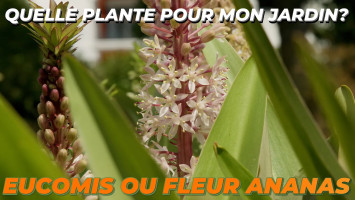 L'EUCOMIS ou FLEUR ANANAS