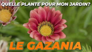 LE GAZANIA 'CHANSONNETTE'