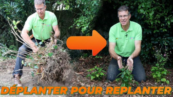 DÉPLANTER POUR REPLANTER : L'IMPORTANCE DE CRÉER DU MOUVEMENT	