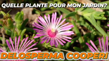 Le DELOSPERMA COOPERI ou Pourpier vivace