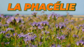 LA PHACÉLIE : UN ENGRAIS VERT POUR LE POTAGER	