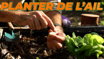 LA PREMIÈRE PLANTATION DU POTAGER : Comment Planter de l'AIL ?