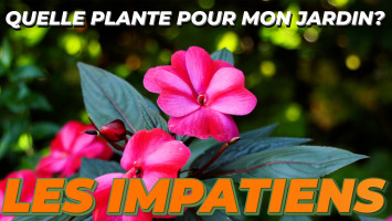 LES IMPATIENS DE NOUVELLE GUINÉE