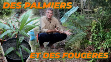 UNE ASTUCE POUR PLANTER DES PALMIERS