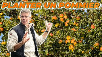 COMMENT BIEN PLANTER SON FRUITIER ?