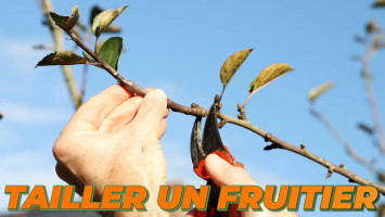 LA TAILLE DE FRUCTIFICATION DES FRUITIERS