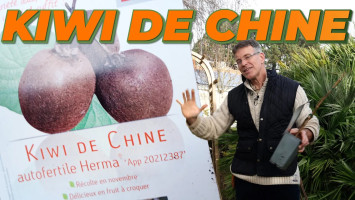 JE PLANTE UNE NOUVELLE VARIÉTÉ DE KIWI  ?