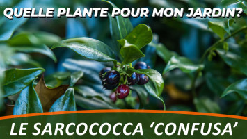 SARCOCOCCA 'CONFUSA'