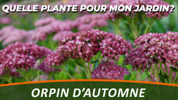 L'ORPIN D'AUTOMNE ou SEDUM SPECTABILE