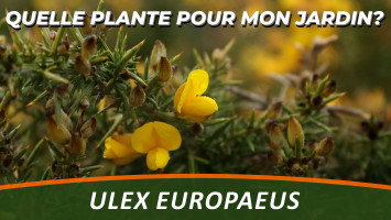 ULEX EUROPAEUS