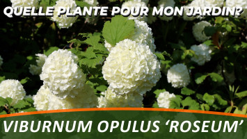 LA VIORNE 'BOULE DE NEIGE' ou VIBURNUM OPULUS 'ROSEUM'