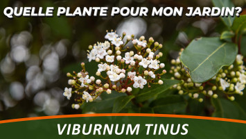 VIBURNUM TINUS