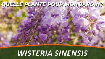 LA GLYCINE DE CHINE ou WISTERIA SINENSIS