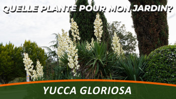 Le YUCCA GLORIOSA