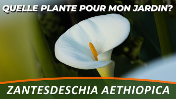 ARUM D'ÉTHIOPIE ou ZANTEDESCHIA AETHIOPICA