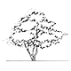Buissonnant Arbustif
